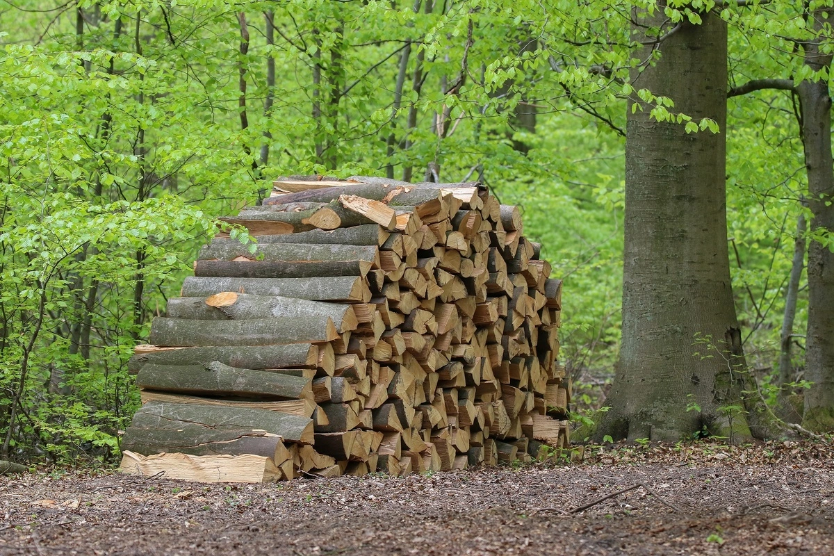 Pile de bûches de bois de chêne empilées en extérieur dans une forêt, prêtes à être utilisées comme bois de chauffage.