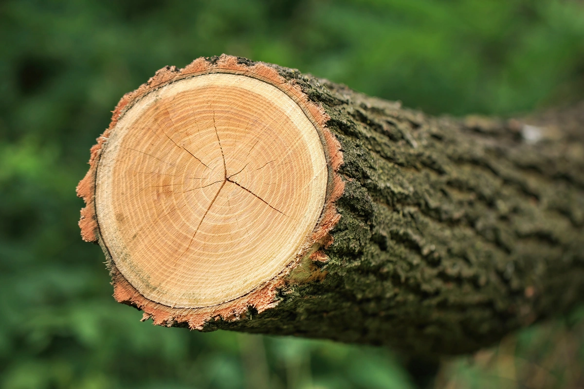 Gros plan d'une bûche de bois de hêtre fraîchement coupée, montrant les cernes de croissance.