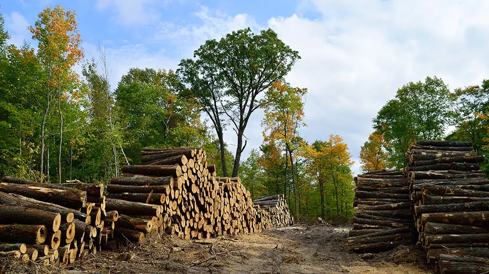 Qui vend du bois de chauffage ?